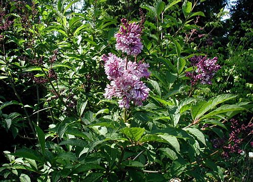 syringa josikaea